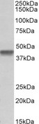 PTCD2 Antibody - PTCD2 antibody (1 ug/ml) staining of Daudi lysate (35 ug protein in RIPA buffer). Primary incubation was 1 hour. Detected by chemiluminescence.