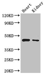 PTCD2 Antibody - Western Blot Positive WB detected in: Mouse heart tissue, Mouse kidney tissue All lanes: PTCD2 antibody at 2.7µg/ml Secondary Goat polyclonal to rabbit IgG at 1/50000 dilution Predicted band size: 44, 25, 31 kDa Observed band size: 44 kDa