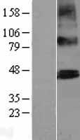 PTCD2 Protein - Western validation with an anti-DDK antibody * L: Control HEK293 lysate R: Over-expression lysate