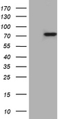 PTCD3 Antibody - HEK293T cells were transfected with the pCMV6-ENTRY control. (Left lane) or pCMV6-ENTRY PTCD3. (Right lane) cDNA for 48 hrs and lysed