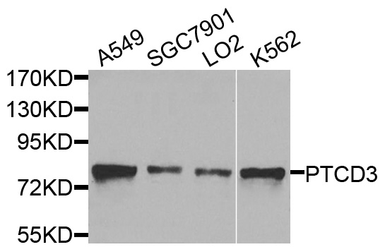 PTCD3 Antibody - Western blot analysis of extracts of various cells.