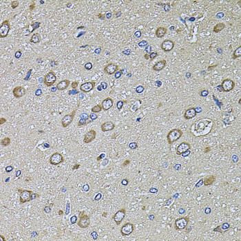 PTCD3 Antibody - Immunohistochemistry of paraffin-embedded rat brain tissue.