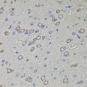 PTCD3 Antibody - Immunohistochemistry of paraffin-embedded rat brain tissue.