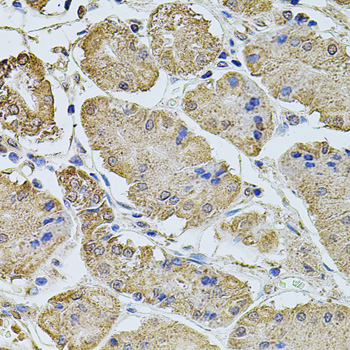 PTCD3 Antibody - Immunohistochemistry of paraffin-embedded human stomach tissue.