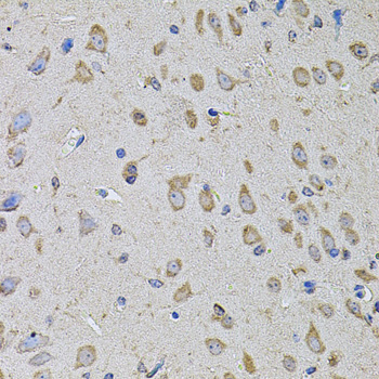 PTCD3 Antibody - Immunohistochemistry of paraffin-embedded mouse brain tissue.