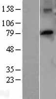 PTCD3 Protein - Western validation with an anti-DDK antibody * L: Control HEK293 lysate R: Over-expression lysate