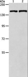 PTCH1 / Patched 1 Antibody - Western blot analysis of HeLa cell and mouse lung tissue, using PTCH1 Polyclonal Antibody at dilution of 1:900.