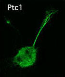 PTCH1 / Patched 1 Antibody - PTCH1 staining in Xenopus retina. Paraformaldehyde-fixed Xenopus retina is stained with PTCH1 Antibody used at a 1:200 dilution (from Gordon et al. 2010).