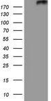 PTCH2 / Patched 2 Antibody - HEK293T cells were transfected with the pCMV6-ENTRY control (Left lane) or pCMV6-ENTRY PTCH2 (Right lane) cDNA for 48 hrs and lysed. Equivalent amounts of cell lysates (5 ug per lane) were separated by SDS-PAGE and immunoblotted with anti-PTCH2.