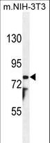 PTCHD1 Antibody - PTCHD1 Antibody western blot of mouse NIH-3T3 cell line lysates (35 ug/lane). The PTCHD1 antibody detected the PTCHD1 protein (arrow).