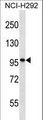 PTCHD2 Antibody - PTHD2 Antibody western blot of NCI-H292 cell line lysates (35 ug/lane). The PTHD2 antibody detected the PTHD2 protein (arrow).