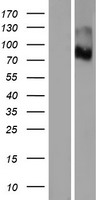 PTCHD3 Protein - Western validation with an anti-DDK antibody * L: Control HEK293 lysate R: Over-expression lysate