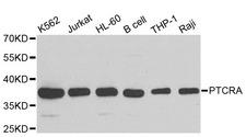 PTCRA Antibody - Western blot analysis of extracts of various cell lines.