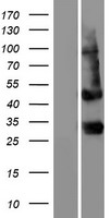 PTCRA Protein - Western validation with an anti-DDK antibody * L: Control HEK293 lysate R: Over-expression lysate