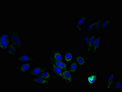 PTDSS1 Antibody - Immunofluorescent analysis of HepG2 cells using PTDSS1 Antibody at dilution of 1:100 and Alexa Fluor 488-congugated AffiniPure Goat Anti-Rabbit IgG(H+L)