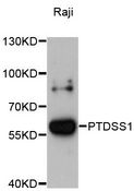 PTDSS1 Antibody - Western blot analysis of extracts of Raji cells, using PTDSS1 antibody at 1:3000 dilution. The secondary antibody used was an HRP Goat Anti-Rabbit IgG (H+L) at 1:10000 dilution. Lysates were loaded 25ug per lane and 3% nonfat dry milk in TBST was used for blocking. An ECL Kit was used for detection and the exposure time was 90s.