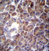 PTDSS2 Antibody - PTDSS2 Antibody immunohistochemistry of formalin-fixed and paraffin-embedded human pancreas tissue followed by peroxidase-conjugated secondary antibody and DAB staining.
