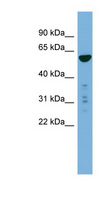 PTDSS2 Antibody - PTDSS2 antibody Western blot of 293T cell lysate. This image was taken for the unconjugated form of this product. Other forms have not been tested.