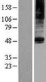 PTDSS2 Protein - Western validation with an anti-DDK antibody * L: Control HEK293 lysate R: Over-expression lysate