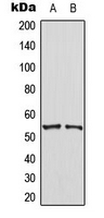 PTEN Antibody - Western blot analysis of PTEN expression in HT29 (A); NIH3T3 (B) whole cell lysates.