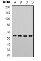 PTEN Antibody - Western blot analysis of PTEN (pS380/T382/T383) expression in HeLa (A); A431 (B); MCF7 (C); RAW264.7 (D) whole cell lysates.
