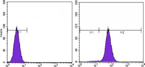 PTEN Antibody - Flow cytometric analysis of Hela cells using PTEN mouse mAb (right) and negative control (left).