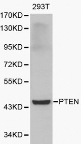 PTEN Antibody - Western blot of PTEN pAb in extracts from 293T cells.