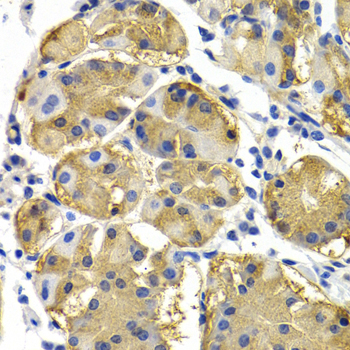 PTEN Antibody - Immunohistochemistry of paraffin-embedded human normal stomach tissue.