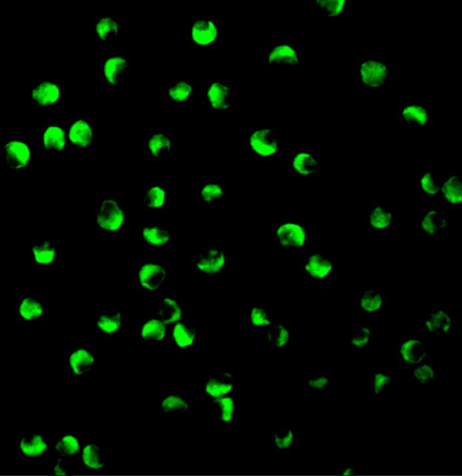PTEN Antibody - Immunofluorescence of PTEN in P815 cells with PTEN antibody at 2 ug/mL.