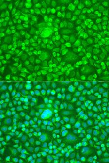 PTEN Antibody - Immunofluorescence analysis of U2OS cells using PTEN antibody at dilution of 1:100. Blue: DAPI for nuclear staining.