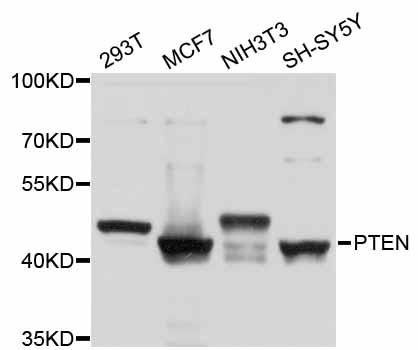 PTEN Antibody - Western blot analysis of extracts of various cell lines, using PTEN antibody at 1:1000 dilution. The secondary antibody used was an HRP Goat Anti-Rabbit IgG (H+L) at 1:10000 dilution. Lysates were loaded 25ug per lane and 3% nonfat dry milk in TBST was used for blocking. An ECL Kit was used for detection and the exposure time was 15s.