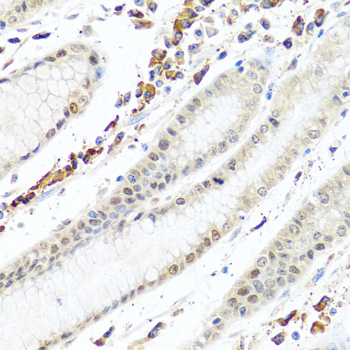 PTEN Antibody - Immunohistochemistry of paraffin-embedded human stomach using PTEN antibody at dilution of 1:100 (40x lens).