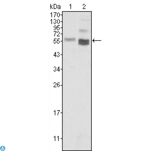 PTEN Antibody - Western Blot (WB) analysis using PTEN Monoclonal Antibody against HeLa (1) and NIH/3T3 (2) cell lysate.