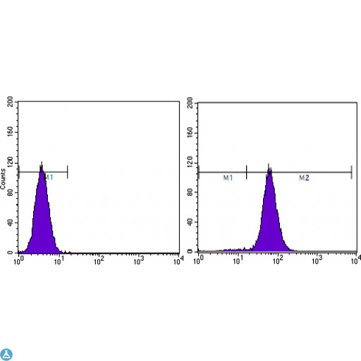 PTEN Antibody - Flow cytometric (FCM) analysis of HeLa cells using PTEN Monoclonal Antibody (right) and negative control (left).