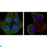 PTEN Antibody - Confocal Immunofluorescence (IF) analysis of HeLa (left) and HepG2 (right) cells using PTEN Monoclonal Antibody (green). Red: Actin filaments have been labeled with DY-554 phalloidin. Blue: DRAQ5 fluorescent DNA dye.
