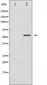 PTEN Antibody - Western blot analysis of PTEN phosphorylation expression in Vanadate treated HeLa whole cells lysates. The lane on the left is treated with the antigen-specific peptide.