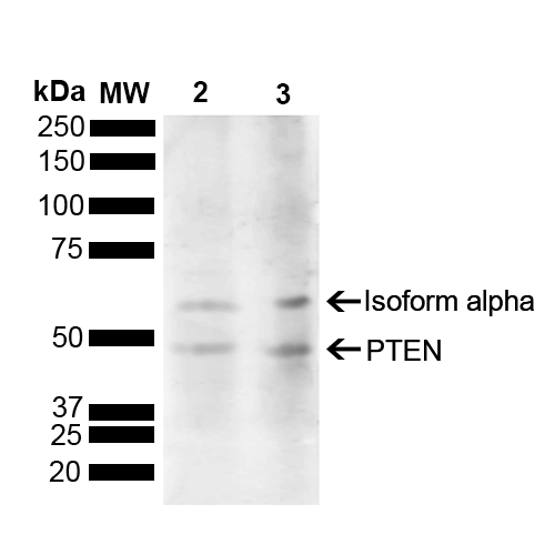 PTEN Antibody - Western blot analysis of Rat Kidney, Liver showing detection of 47.2 kDa PTEN protein using Rabbit Anti-PTEN Polyclonal Antibody. Lane 1: Molecular Weight Ladder (MW). Lane 2: Rat Kidney. Lane 3: Rat Liver. Load: 15 µg. Block: 5% Skim Milk powder in TBST. Primary Antibody: Rabbit Anti-PTEN Polyclonal Antibody  at 1:1000 for 2 hours at RT with shaking. Secondary Antibody: Goat Anti-Rabbit IgG: HRP at 1:5000 for 1 hour at RT. Color Development: ECL solution for 5 min at RT. Predicted/Observed Size: 47.2 kDa. Other Band(s): 64 kDa.