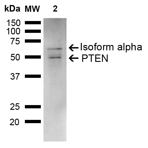 PTEN Antibody - Western blot analysis of Rat Liver showing detection of ~47.2 kDa PTEN protein using Rabbit Anti-PTEN Polyclonal Antibody. Lane 1: Molecular Weight Ladder (MW). Lane 2: Rat Liver. Load: 15 µg. Block: 5% Skim Milk in 1X TBST. Primary Antibody: Rabbit Anti-PTEN Polyclonal Antibody  at 1:1000 for 2 hours at RT. Secondary Antibody: Goat Anti-Rabbit IgG: HRP at 1:3000 for 1 hour at RT. Color Development: ECL solution for 5 min at RT. Predicted/Observed Size: ~47.2 kDa. Other Band(s): 67 kDa.