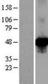 PTEN Protein - Western validation with an anti-DDK antibody * L: Control HEK293 lysate R: Over-expression lysate