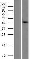 PTER Protein - Western validation with an anti-DDK antibody * L: Control HEK293 lysate R: Over-expression lysate
