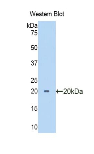 PTF1A Antibody - Western blot of recombinant PTF1A.  This image was taken for the unconjugated form of this product. Other forms have not been tested.