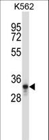 PTF1A Antibody - PTF1A Antibody western blot of K562 cell line lysates (35 ug/lane). The PTF1A antibody detected the PTF1A protein (arrow).