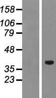 PTF1A Protein - Western validation with an anti-DDK antibody * L: Control HEK293 lysate R: Over-expression lysate