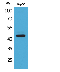 PTGER1 / EP1 Antibody - Western Blot analysis of extracts from HepG2 cells using PTGER1 Antibody.