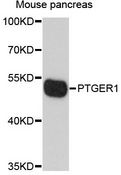 PTGER1 / EP1 Antibody - Western blot analysis of extracts of mouse pancreas, using PTGER1 antibody at 1:1000 dilution. The secondary antibody used was an HRP Goat Anti-Rabbit IgG (H+L) at 1:10000 dilution. Lysates were loaded 25ug per lane and 3% nonfat dry milk in TBST was used for blocking. An ECL Kit was used for detection and the exposure time was 90s.