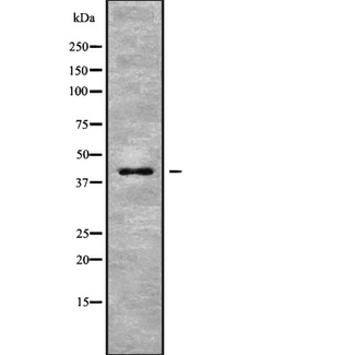 PTGER1 / EP1 Antibody - Western blot analysis of PE2R1 using HuvEc whole cells lysates