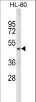 PTGER2 / EP2 Antibody - Western blot of PTGER2 Antibody in HL-60 cell line lysates (35 ug/lane). PTGER2 (arrow) was detected using the purified antibody.