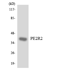 PTGER2 / EP2 Antibody - Western blot analysis of the lysates from 293 cells using PE2R2 antibody.