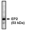 PTGER2 / EP2 Antibody - Western blot of EP2 antibody on bovine brain lysate at 1 ug/ml.
