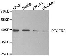 PTGER2 / EP2 Antibody - Western blot analysis of extracts of various cell lines.